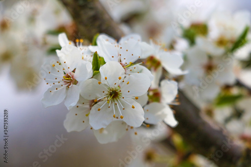 The flowers on the trees,blossoming garden,the flowers bloom on the branches,cherry blossom,white cherry blossom, selective focus.