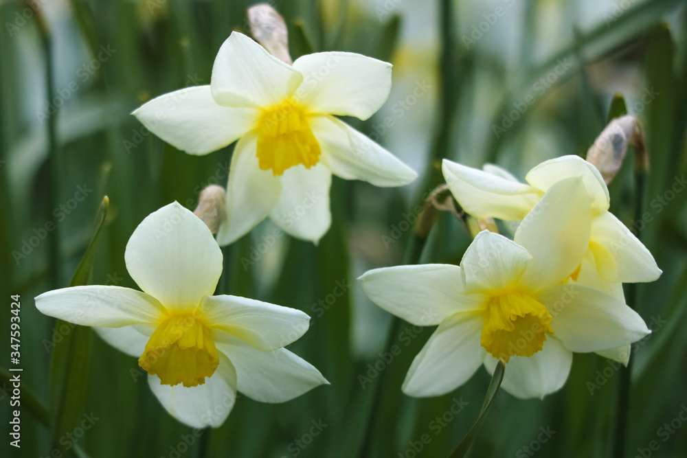 White Daffodil spring blossom in park, selective focus. White Daffodil spring blossom in park, selective focus.
