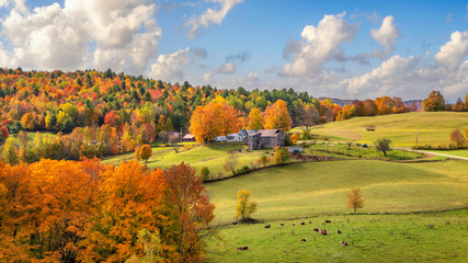 Brilliant golden fall colors in Vermont Countryside farm during Autumn near Woodstock