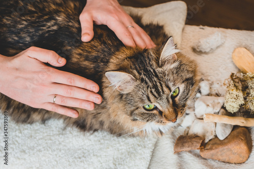 Stroking the back of a tabby cat with the palms of your hands. Massage technique