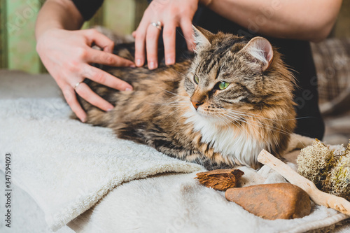 Massage the Siberian cat's body with your fingertips.
