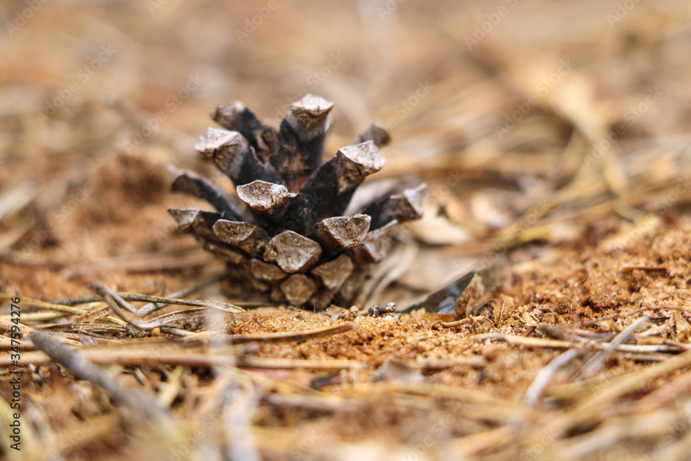 One cone lies in the forest, selective focus. One cone lies in the forest, selective focus.