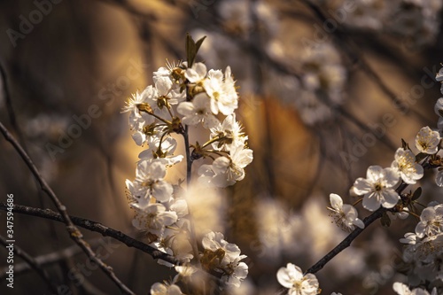Kwitnące drzewo wiśni na niebieskim rozmytym tle. © Adam