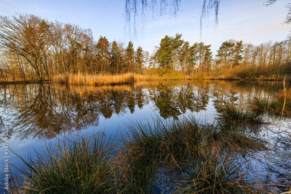 Obraz premium beautiful sunrise at the Skylakes Plothen, Trees reflection, Thuringia, Germany