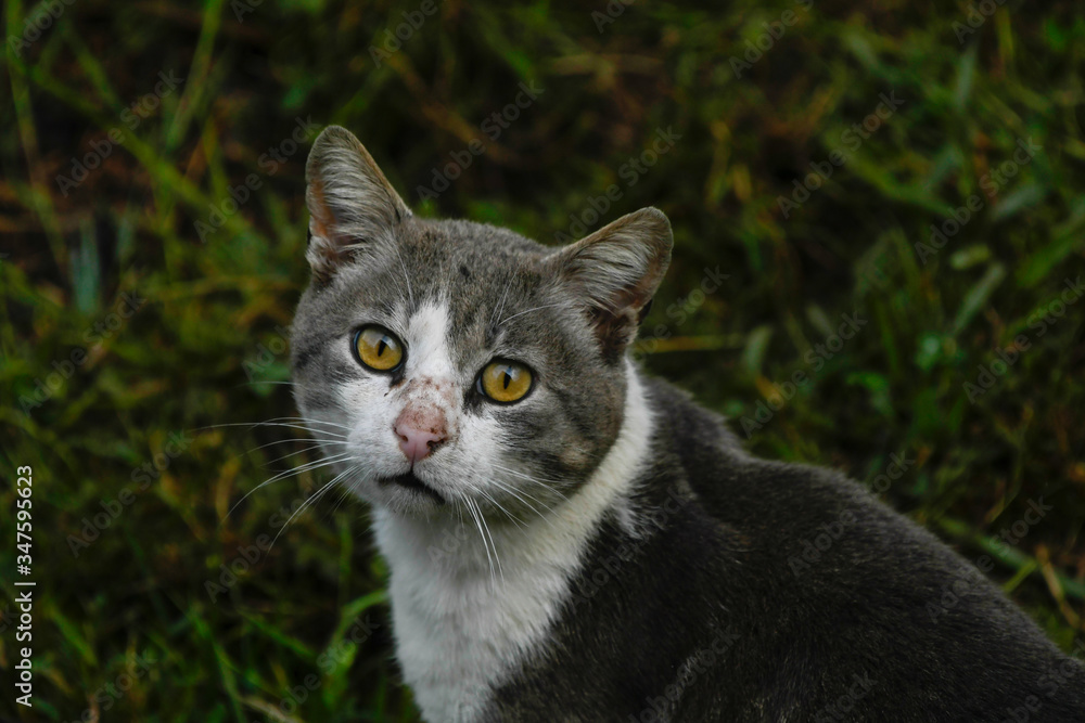 Portrait of a village cat