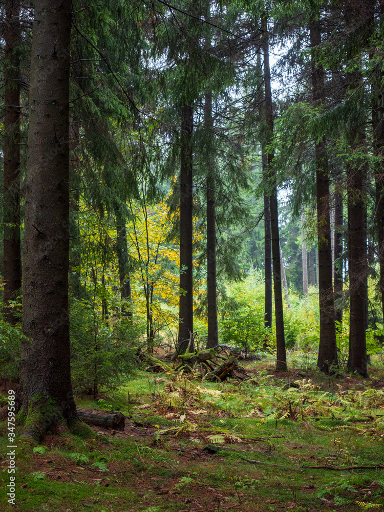 Wald bei der Kaskadenschlucht in der Rhön Wald bei der Kaskadenschlucht in der Rhön