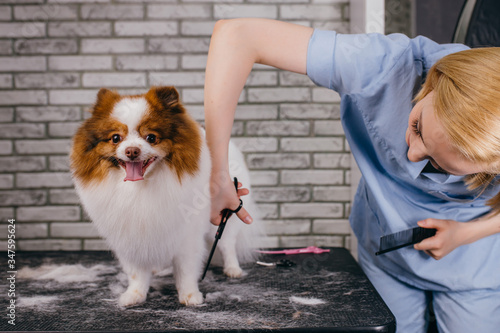 Grooming dog, domestic animal. professional pet groomer cuts spitz dog hair with scissors in groomers salon. animal healthcare, haircuts styling at vet clinic. take care of dogs photo