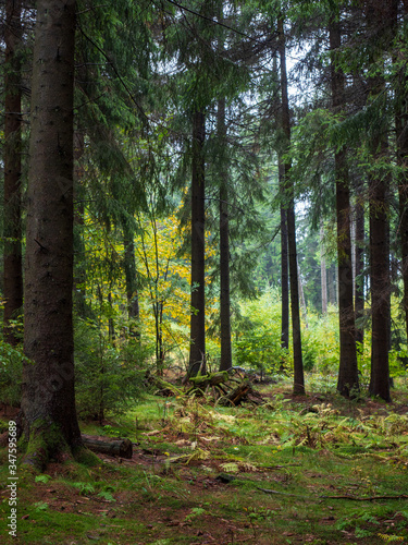 Fototapeta Naklejka Na Ścianę i Meble -  Wald bei der Kaskadenschlucht in der Rhön