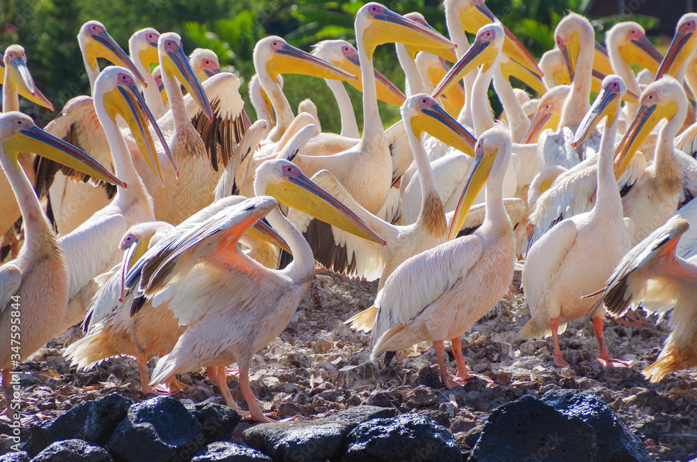 Obraz premium Great white pelican (eastern white pelican, rosy pelican or white pelican) on the coast of the lake Tana, the largest lake in Ethiopia. Amhara Region, the north-western Ethiopian Highlands, Bahir Dar.