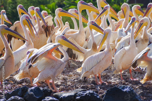 Great white pelican (eastern white pelican, rosy pelican or white pelican) on the coast of the lake Tana, the largest lake in Ethiopia. Amhara Region, the north-western Ethiopian Highlands, Bahir Dar.