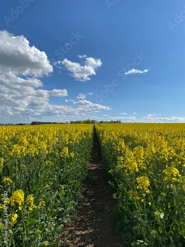 yellow rapeseed field