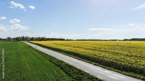 field of rapeseed