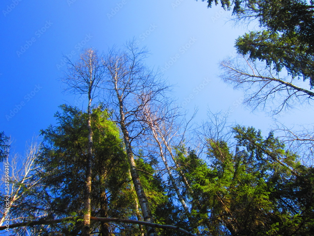 Obraz premium Forest