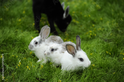 Black goat and white rabbits in the garden