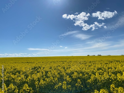 yellow rapeseed field