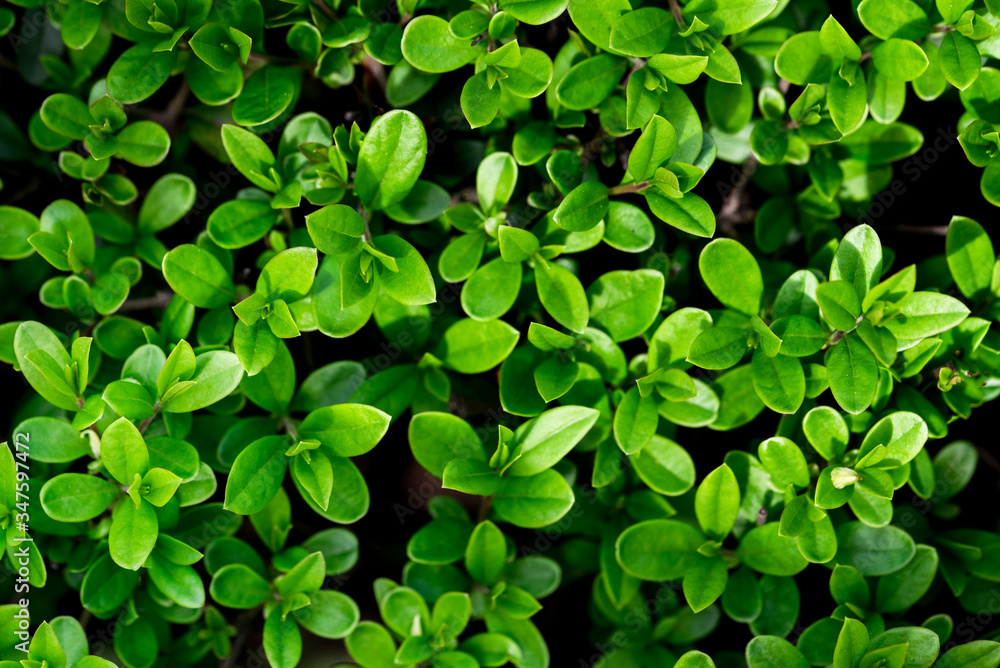 Background for design with shrub leaves. Beautiful nature background with greenery. Shrub Petals. Background for design with shrub leaves. Beautiful nature background with greenery. Shrub Petals.