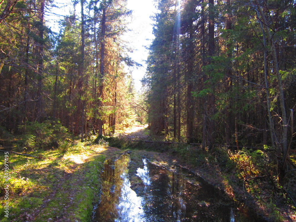 Obraz premium Forest