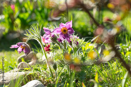 dream grass blooms lilac photo