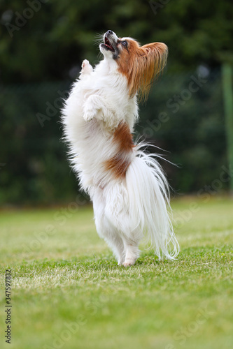 Papillon springen auf einer grünen Wiese