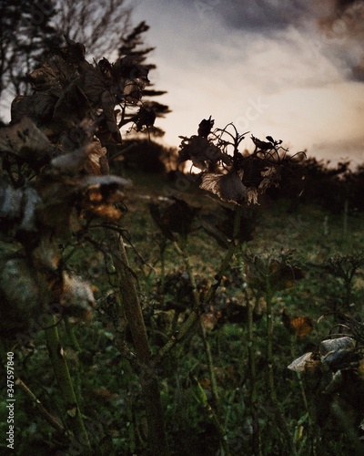 Close-up Of Dry Flowers On Field Against Sky During Dusk