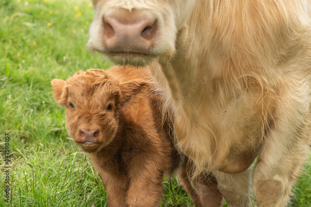 A Highland cow mother with her brown baby calf watching in the camera.