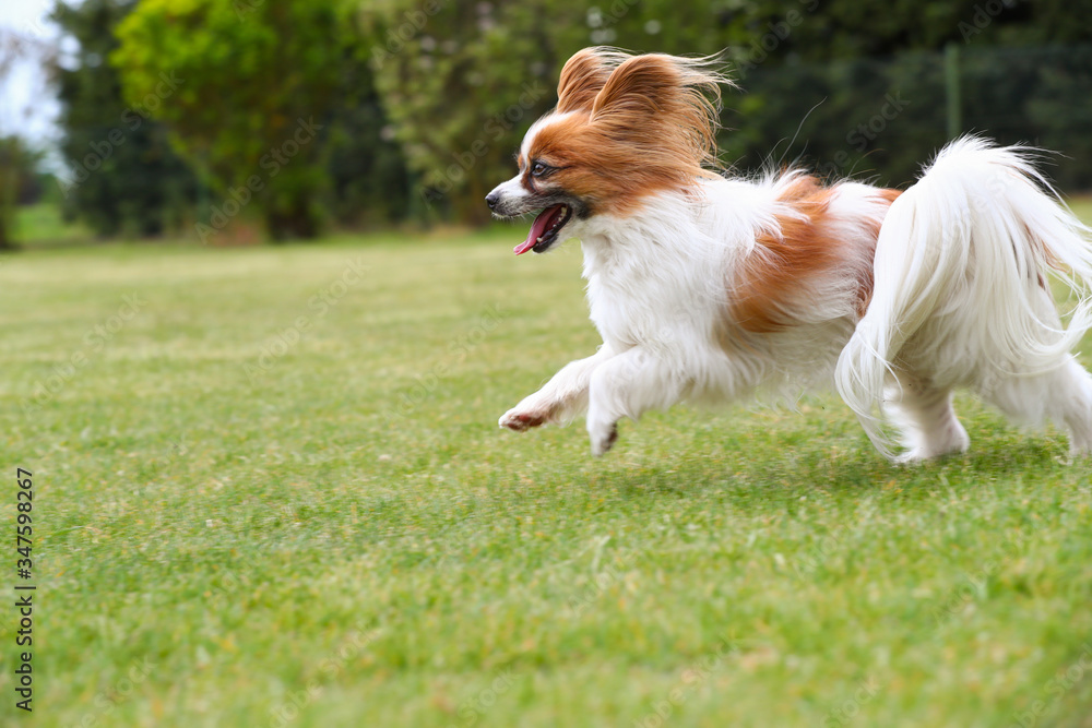 Papillon springen auf einer grünen Wiese Papillon springen auf einer grünen Wiese