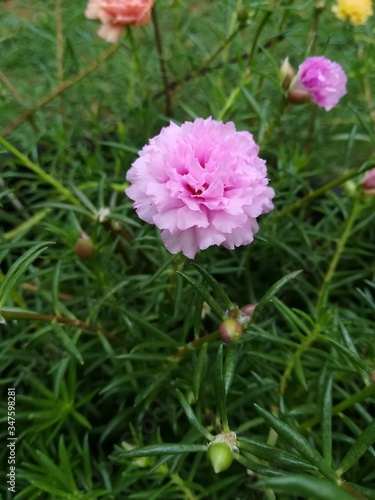 Pink color flower in Sri Lankan garden.