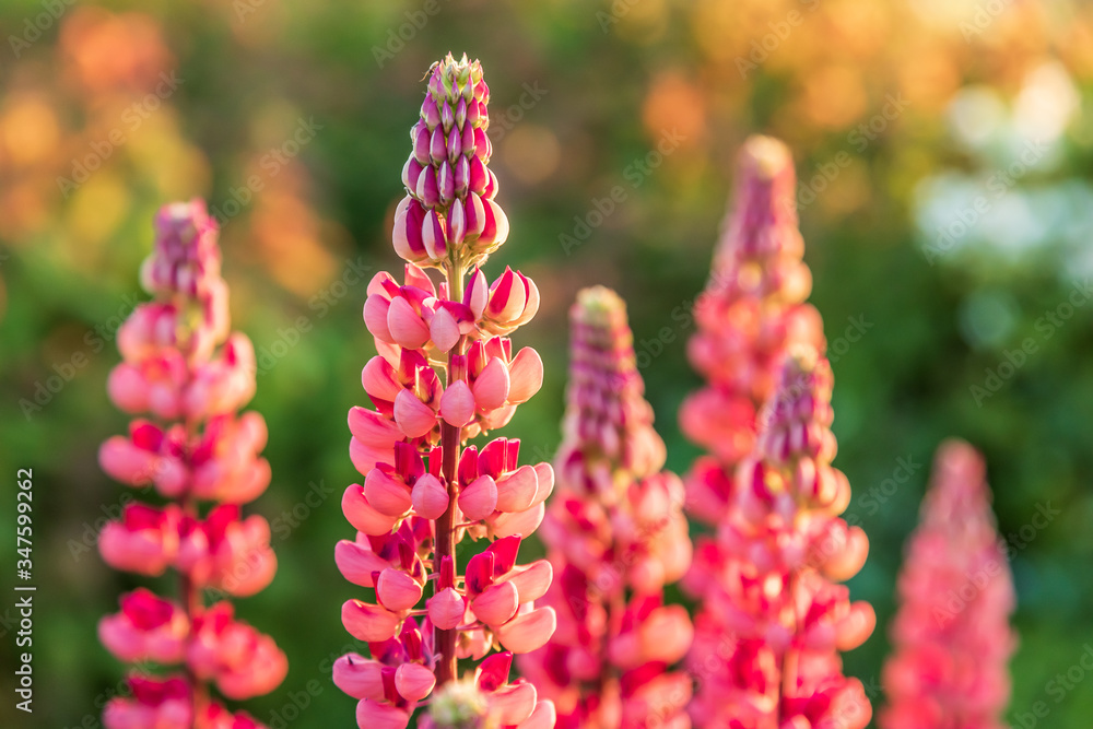 pink lupine flowers in the sunlight