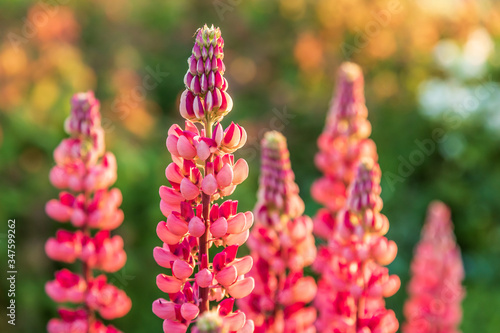 Obraz na płótnie pink lupine flowers in the sunlight w salonie