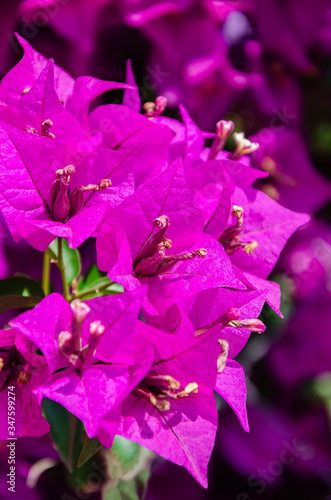 Buganvilla morada. Purple bougainvillea flowers