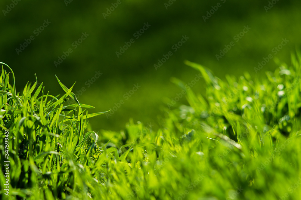 Abstract background of green grass with bokeh. Concept of spring background. Abstract background of green grass with bokeh. Concept of spring background.