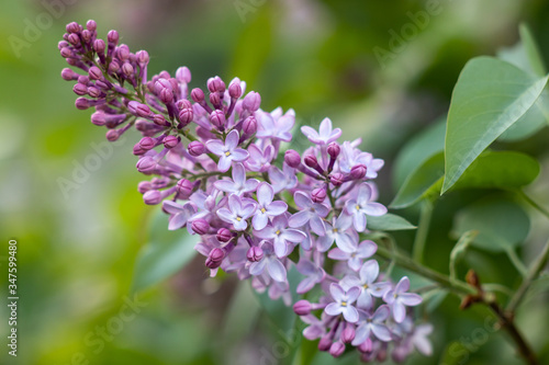 Purple lilac flowers blooming on a branch