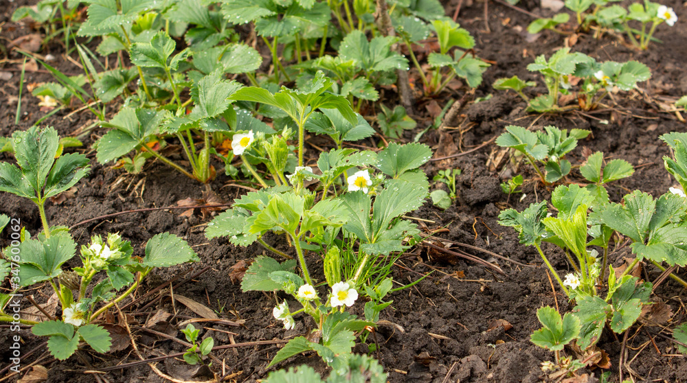 Horticulture is the science and art of the development, sustainable production, marketing, and use of high-value, intensively cultivated food and ornamental plants. Horticulture is the science and art of the development, sustainable production, marketing, and use of high-value, intensively cultivated food and ornamental plants.