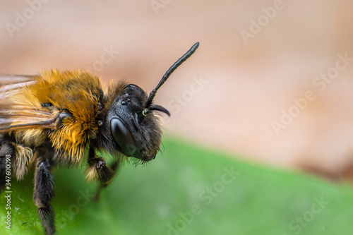 Super macro of earth bee. Fluffy bee with black head. Big macro eyes. Concept of macro world © Eugene B-sov