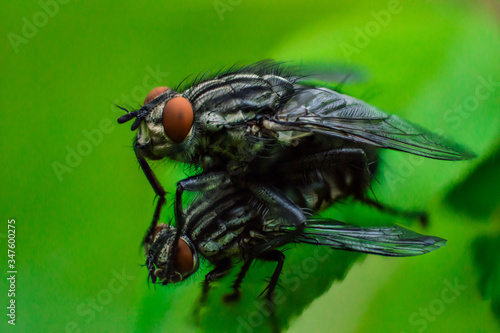 Two flies on a green leaf. One fly sits on another. Super macro photo of insects. Insect reproduction process. Concept of macro world © Eugene B-sov