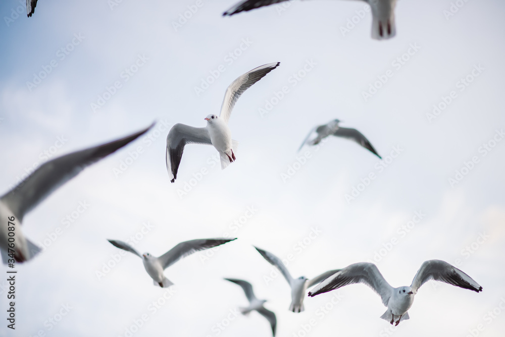 flock of gulls are flying in the sky