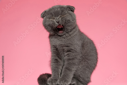 small scotish fold pussycat yawning