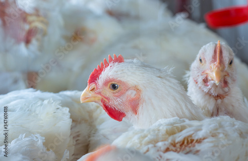 Obraz na plátně chicken and chicken production at the poultry farm.