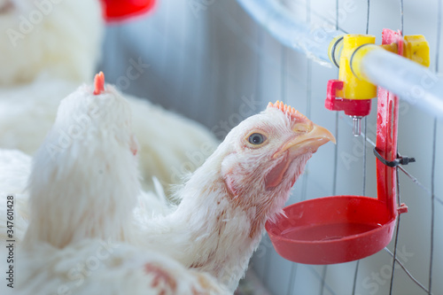 Fotografie chicken and chicken production at the poultry farm.