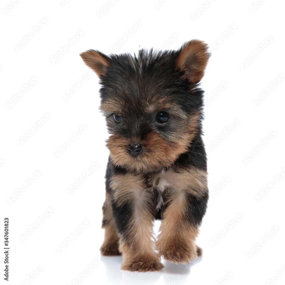 adorable yorkshire terrier looking to side and walking adorable yorkshire terrier looking to side and walking
