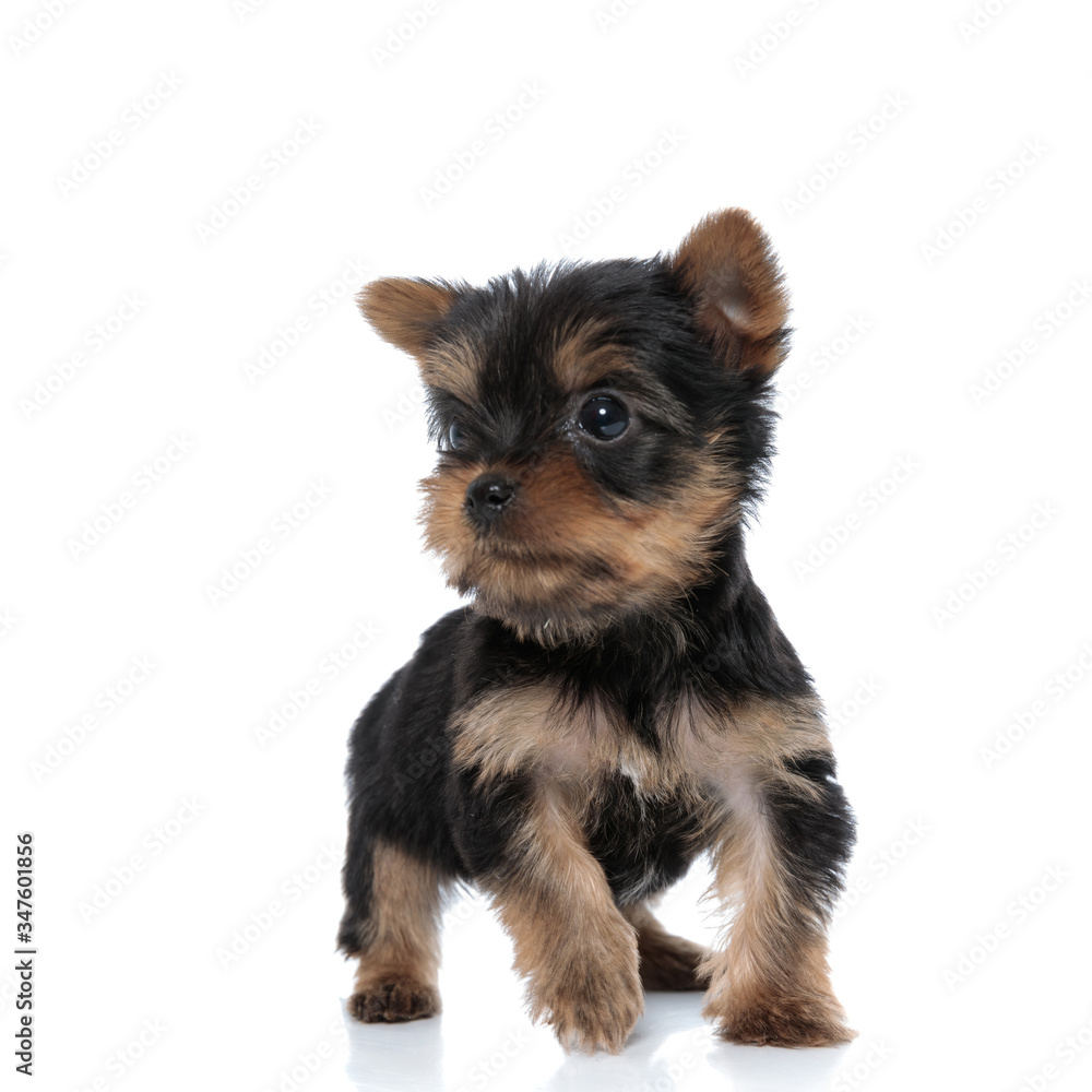 cute yorkshire terrier looking to side and walking cute yorkshire terrier looking to side and walking