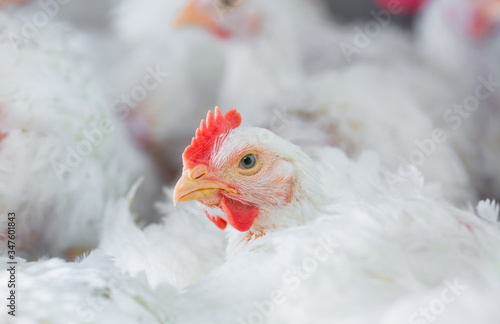 Obraz na płótnie chicken and chicken production at the poultry farm.