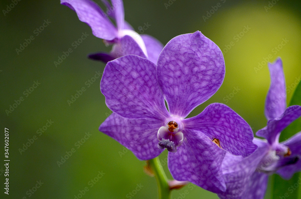 Angel Face Orchid Angel Face Orchid