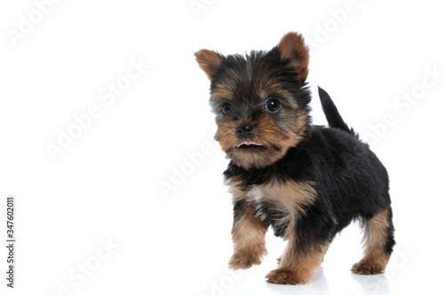 adorable yorkshire terrier panting and walking