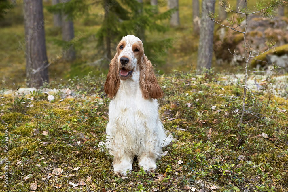 Spring. Forest. English Cocker Spaniel sits on a rocky ledge. Colour orange roan. Age 1 year. Girl. In the ackground are visible tree trunks and stones