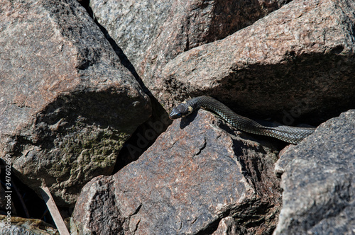 Snake natrix on rocks