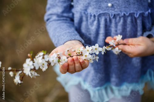 girl holds a branch of blossoming apricots in her hands. Close up of beautiful female hands holding a branch of blossoming fruit tree. delicate spring background. female hands on blurry background