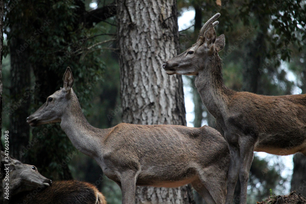Pair of fawns in the forest in autumn Pair of fawns in the forest in autumn