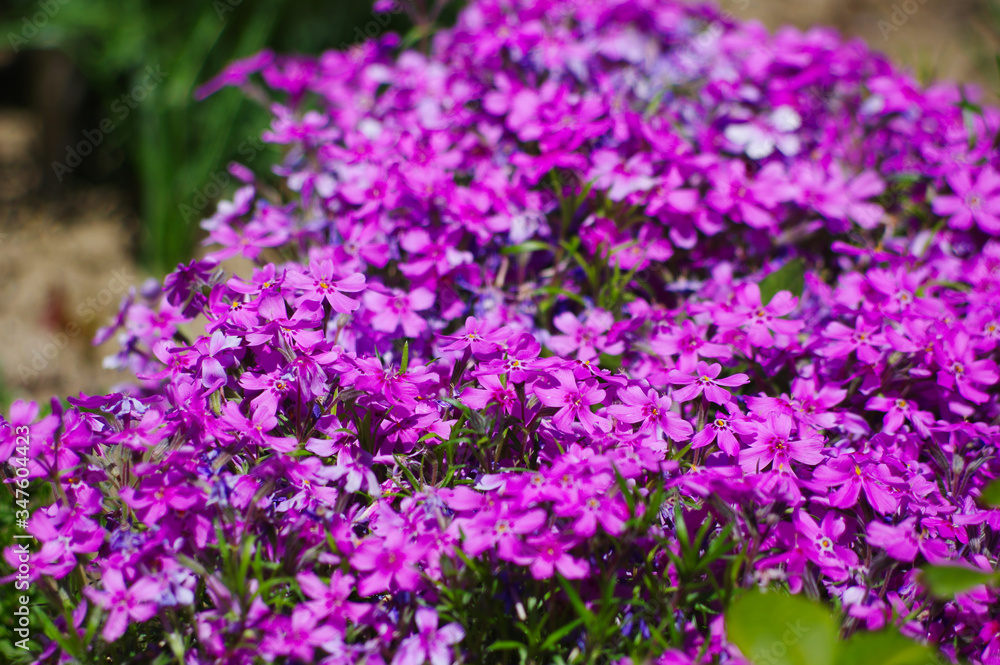 lavender flowers in the garden