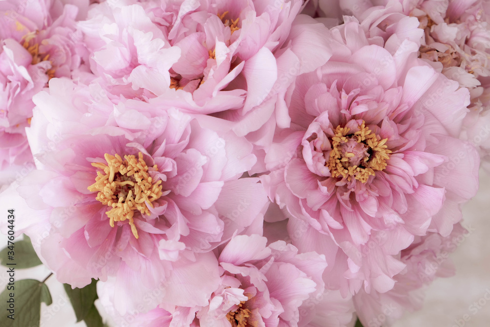 Fototapeta premium Fresh pink peony flowers in full bloom on beige background.